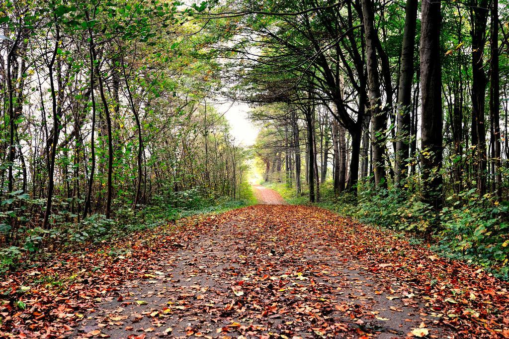 Schlossgut Гросс-Шванзе Экстерьер фото A forest in the autumn